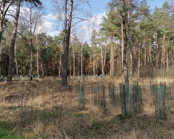 Klimaatbos stekken.jpg