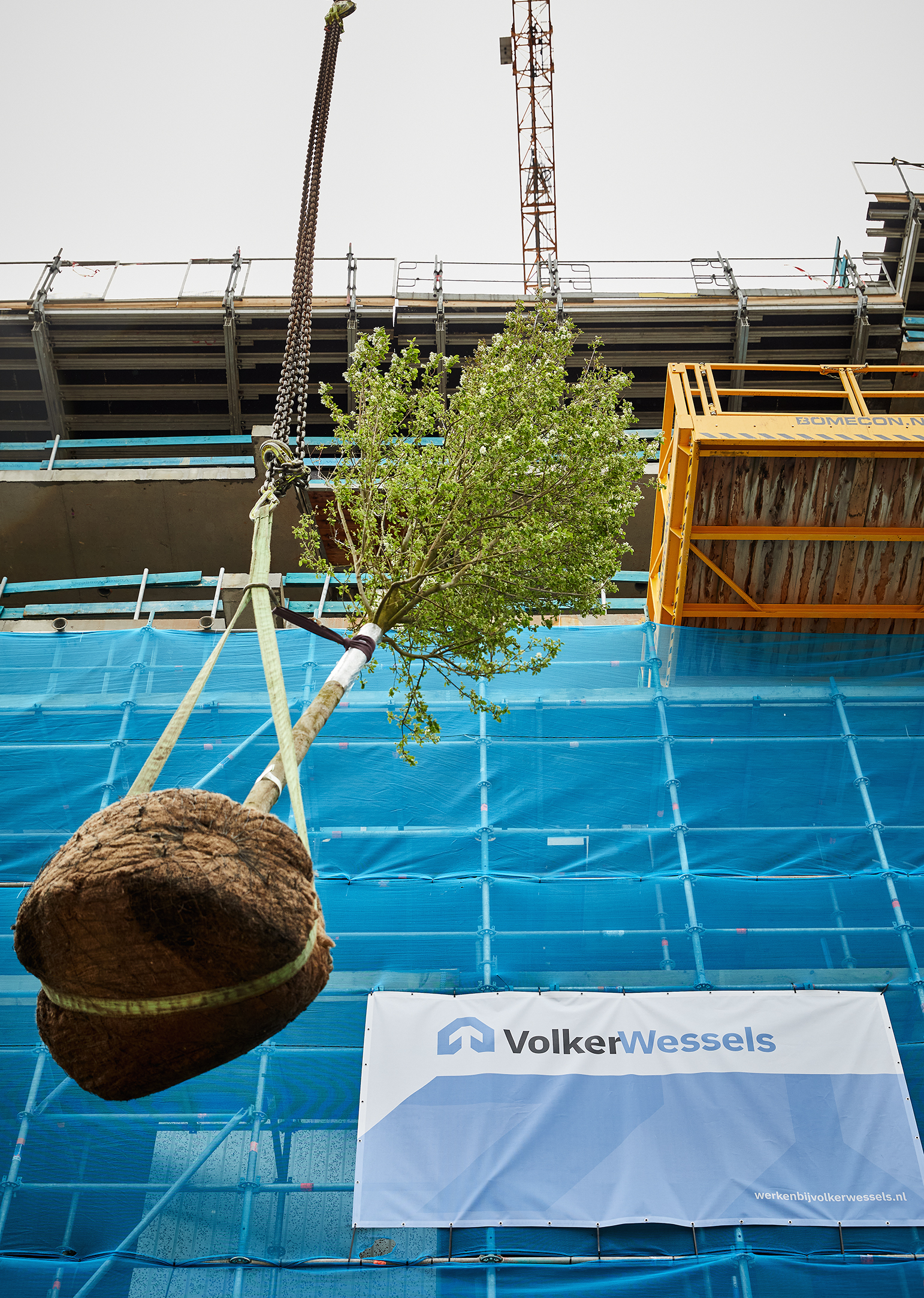 De eerste boom op Wonderwoods, 24 april 2023 - ©Milan Hofmans 3.jpg